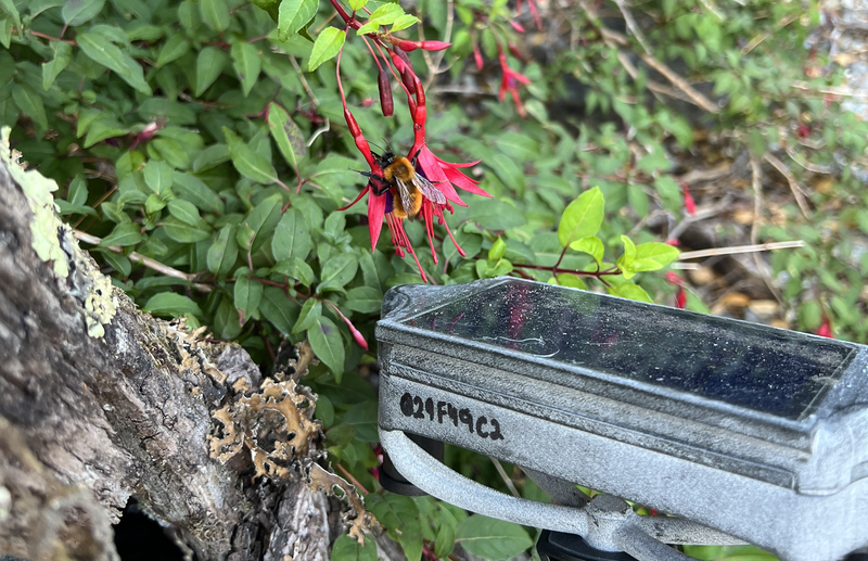 Field Research: Bee on floer above instrument